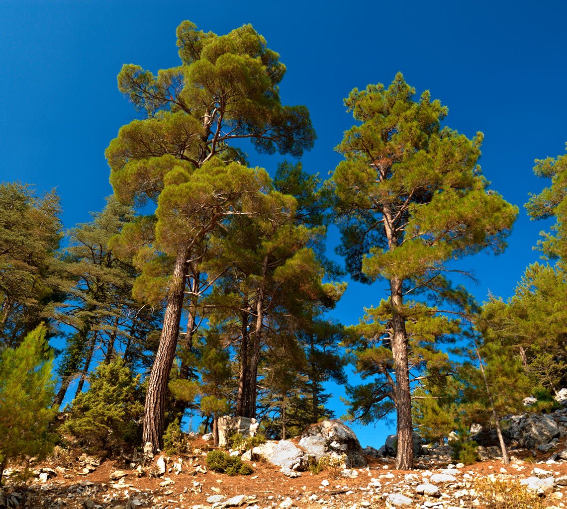 Сосновый лес в Турции